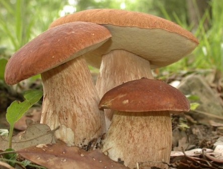   Boletus pulverulentus  
